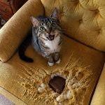 I Was About to Throw Away My Grandma’s Armchair When Her Cat Showed Me What She’d Been Hiding Inside All Along